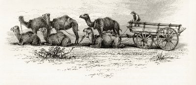 Kamele zum Transport von Materialien durch die Wüste in Australien, ca. 1880, aus 